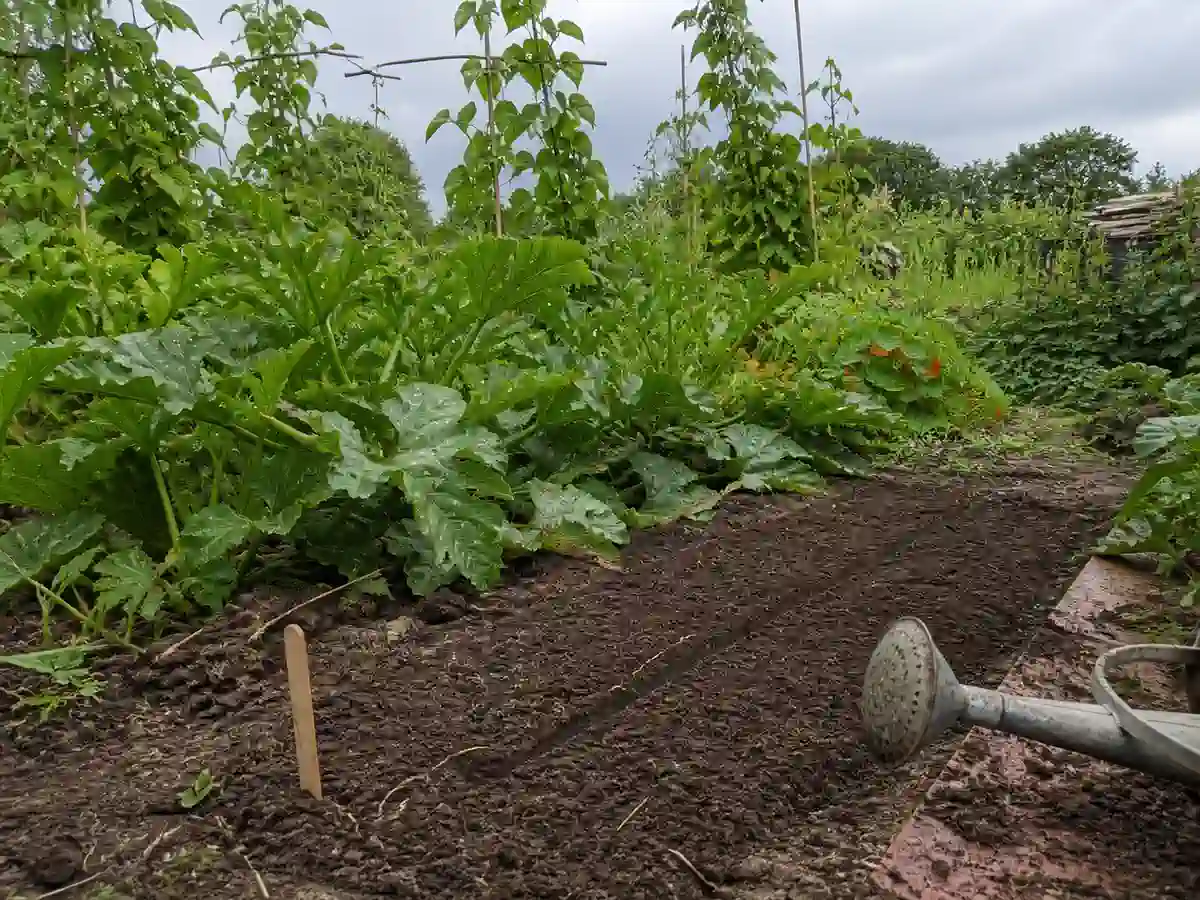 A British allotment bed heavy with August growth, runner beans and courgettes behind, and one narrow strip in the foreground cleared to bare soil, raked level and freshly sown with a wooden label at the end of the row.