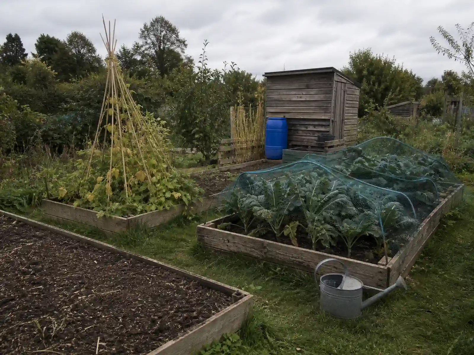 A British allotment half plot with four scaffold board raised beds, runner beans on a bamboo wigwam, netted brassicas, a blue water butt and a timber shed under an overcast sky.
