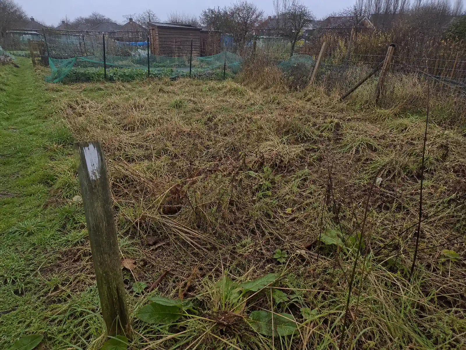 The view into a newly allocated British allotment plot from just inside the entrance, rough uncut grass and dead stems running back to a wire boundary, with a marker stake at the near corner and a tidier neighbouring plot beyond.