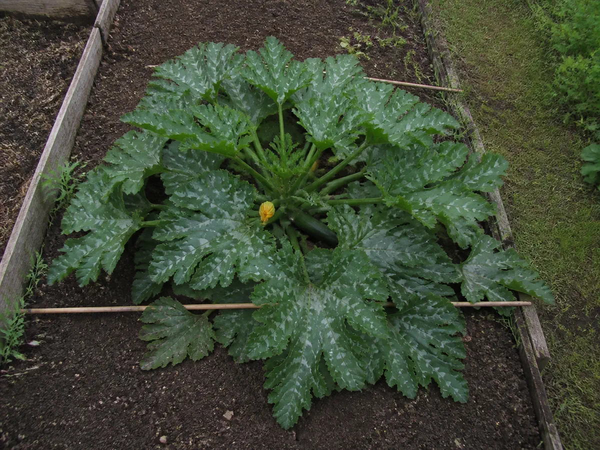 A single sprawling courgette plant seen from above, its leaves filling roughly a square metre of a scaffold board bed, with a bamboo cane laid flat across the soil as a rough measure.