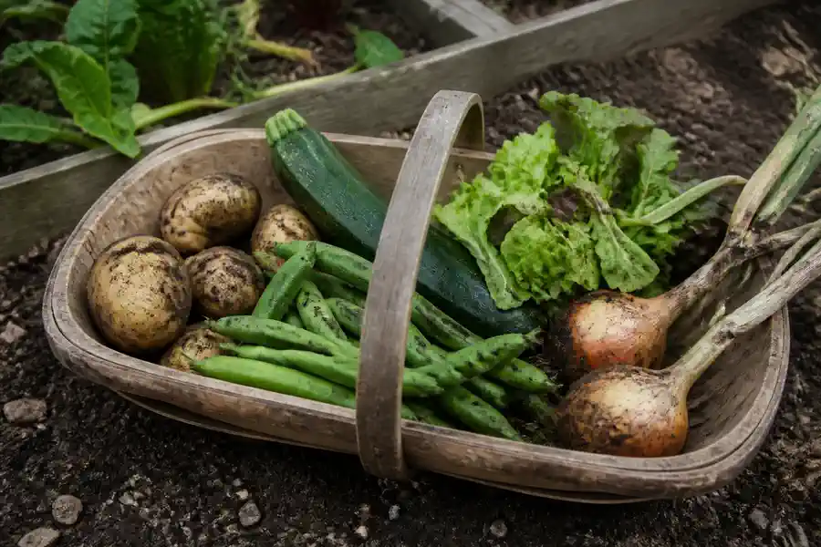 A wooden trug resting on bare soil holding unwashed potatoes, green beans, a courgette, loose salad leaves and two onions with their tops still attached.