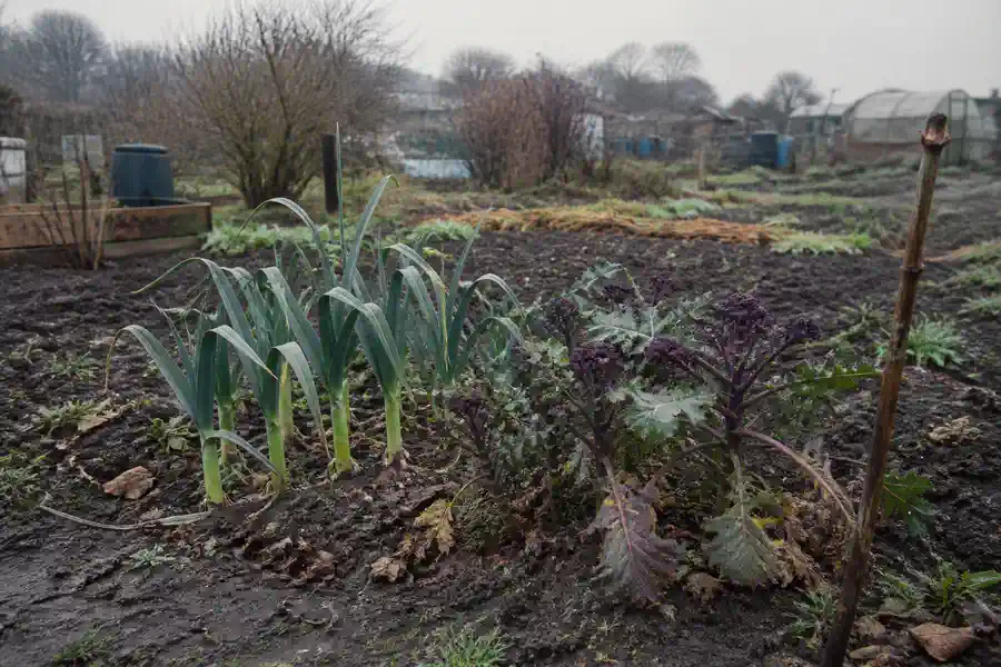 A short row of overwintered leeks and ragged purple sprouting broccoli standing in wet soil on a mostly bare allotment in April.