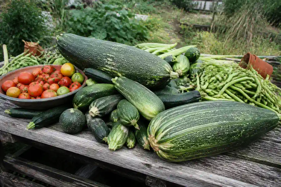 A weathered wooden bench piled with a summer glut of courgettes, two large marrows, runner beans and a bowl of ripe and half ripe tomatoes.