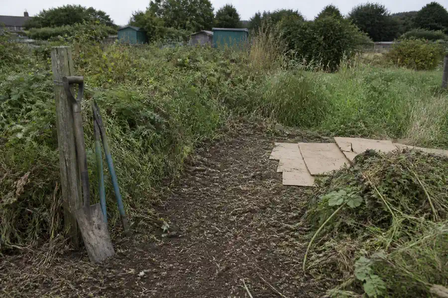 An overgrown allotment plot with waist high weeds and a narrow strip cleared to bare soil, cut weeds piled to one side, cardboard laid down and a spade leaning against a fence post.